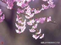 石家庄高新区加里奥综合服务部