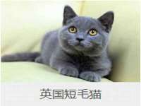 石家庄高新区加里奥综合服务部