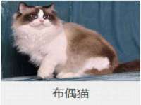 石家庄高新区加里奥综合服务部