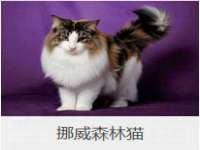 石家庄高新区加里奥综合服务部