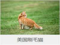 石家庄高新区加里奥综合服务部