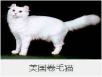石家庄高新区加里奥综合服务部