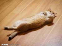 石家庄高新区加里奥综合服务部
