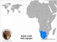 石家庄高新区加里奥综合服务部