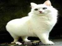 石家庄高新区加里奥综合服务部