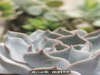 石家庄高新区加里奥综合服务部