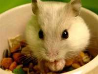 石家庄高新区加里奥综合服务部